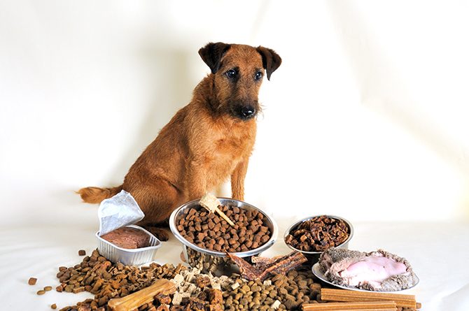Ein Hund sitzt vor mehreren Näpfen und Packungen mit verschiedenen Futterarten, einiges auch lose auf dem Boden verteilt