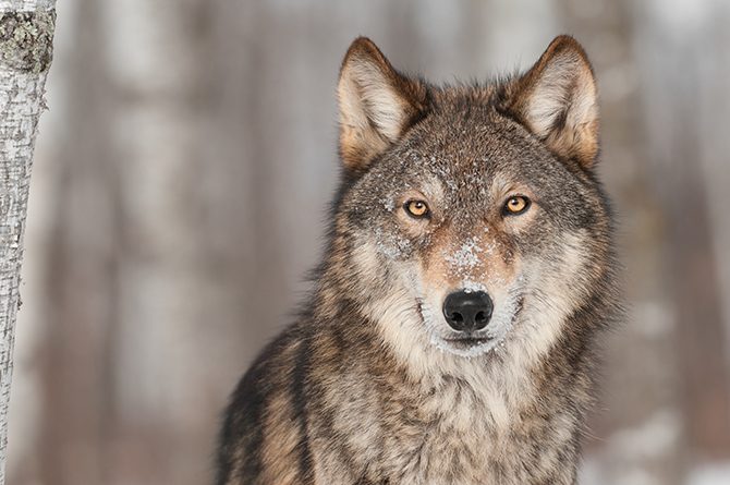 Portrait eines grauen Wolfs