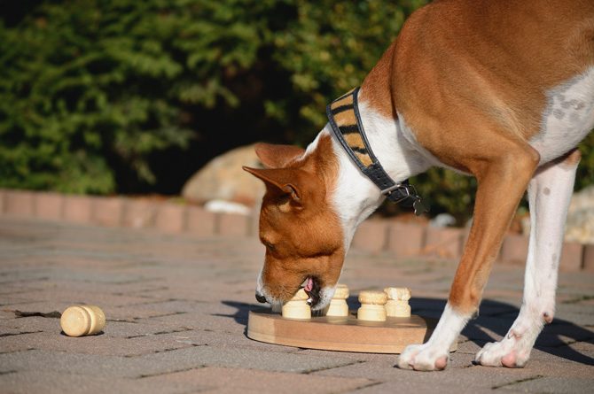 Hund mit Intelligenzspielzeug