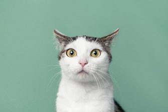 vor einem hellblauen Hintergrund sitzt eine weiß-graue Katze und schaut ängstlich direkt in die Kamera