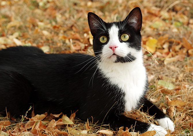 schwarzweiße Katze liegt im Herbstlaub