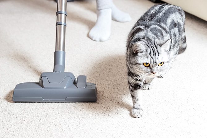 eine graugetigerte Katze dreht sich von einem Staubsauger weg, der gerade den Teppich saugt