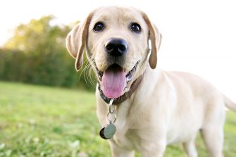 Ein Golden Retriever Welpe mit Halsband samt Hundemarke um steht auf einer grünen Wiese und schaut freundlich in die Kamera