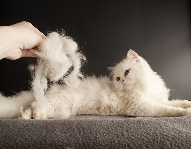 Eine weiße Katze, aus der jemand massig Fell kämmt