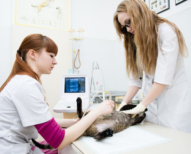 Bestätigung einer Trächtigkeit kann durch den Ultraschall beim Tierarzt erfolgen.