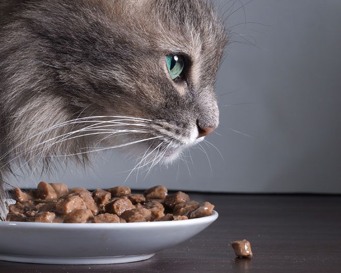 Katze mehrmals am Tag mit kleineren Mengen füttern