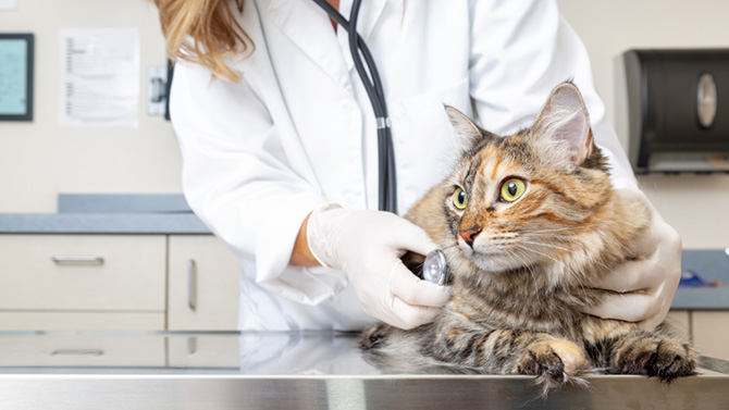 Der Tierarzt untersucht eine kranke Katze