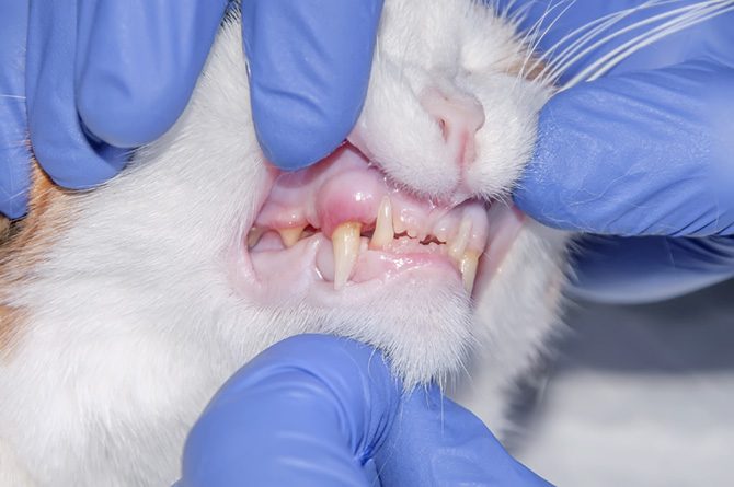 Der Tierarzt kontrolliert die Zähne der Katze.