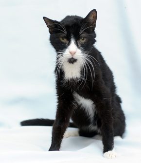 sitzende, schwarz-weiße, Katze, sie wirkt alt und krank