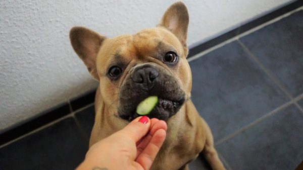 eine französische Bulldogge frisst eine Scheibe Gurke aus der Hand ihrer Besitzerin