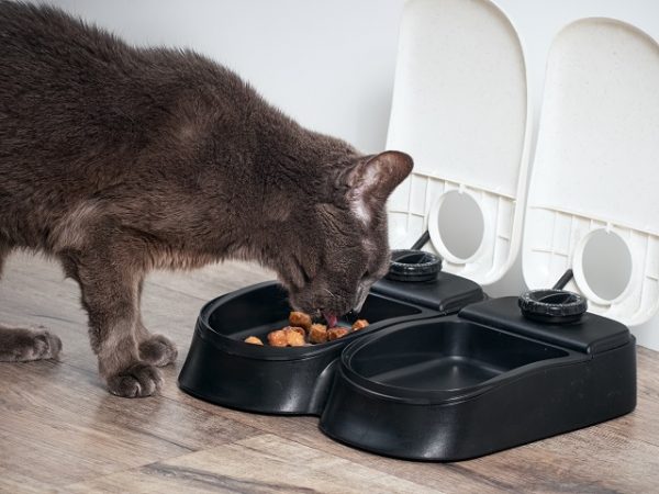 eine graue Katze frisst Nassfutter aus einem geöffneten Futterspender, daneben steht ein zweiter leerer