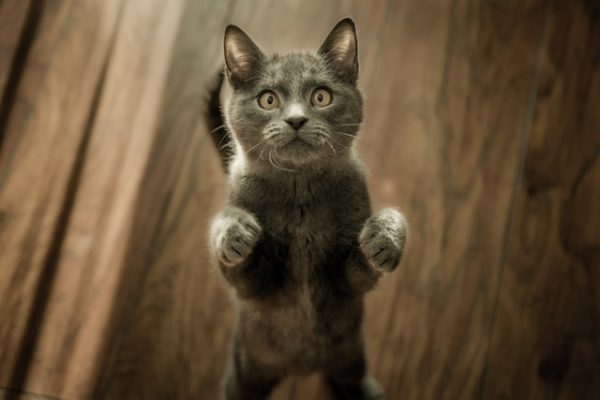 eine graue Katze steht auf ihren Hinterpfoten und reckt sich nach oben