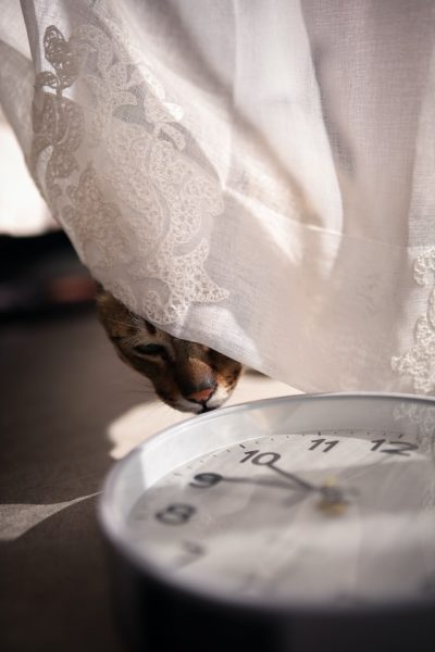 eine Katze beschnuppert, halb versteckt hinter einer Gardine, eine runde Uhr