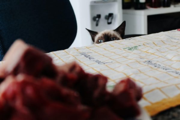 eine Katze späht neugierig über die Tischkante etwas zu essen an