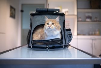eine langhaarige rot-weiße Katze sitzt in einer Transporttasche auf dem Behandlungstisch beim Tierarzt