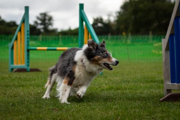 Ein Hunde rennt über einen Agility-Trainingsplatz
