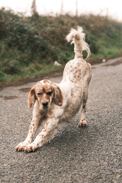 Ein braun gefleckter Hund streckt sich auf einem asphaltierten Weg