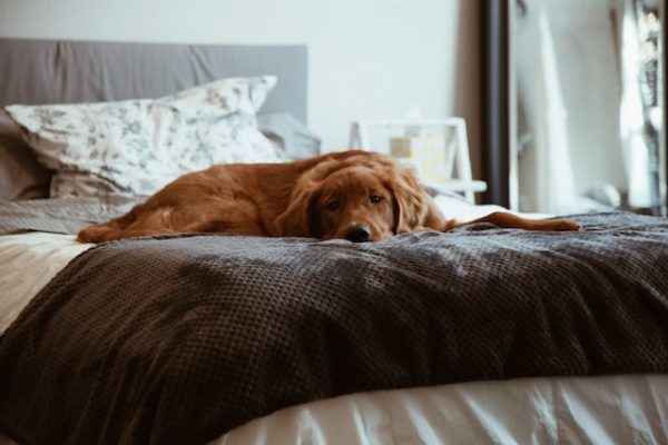Ein großer, brauner Hund liegt platt auf einem gemachten Bett