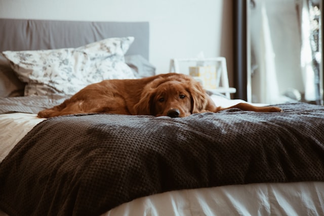 Brauner Hund liegt auf einem gemachten Bett
