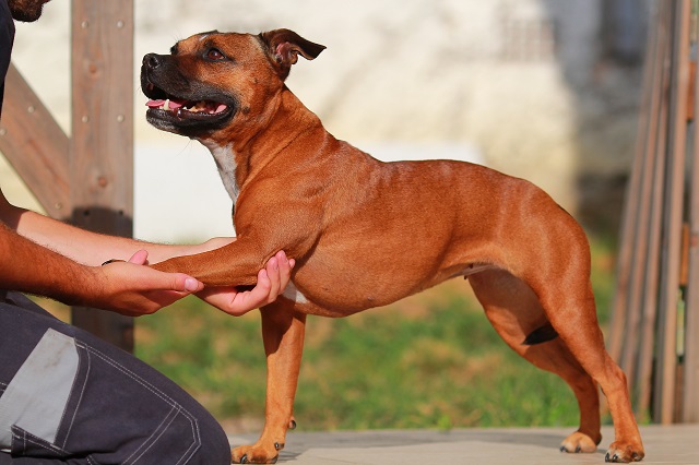 Eine Person tastet das linke Vorderbein eines braunen, mittelgroßen Hundes ab