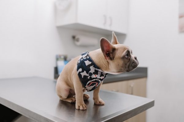 Ein kleiner Hund sitzt etwas verunsichert auf einem Behandlungstisch eines Tierarztes