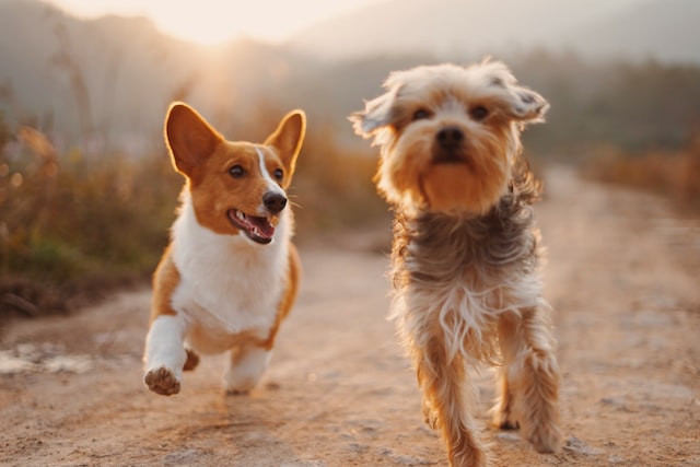 Zwei kleine Hunde rennen im Sonnenuntergang nebeneinander auf einem Weg