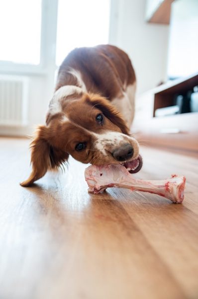 ein Hund knabbert in der Wohnung an einem Knochen