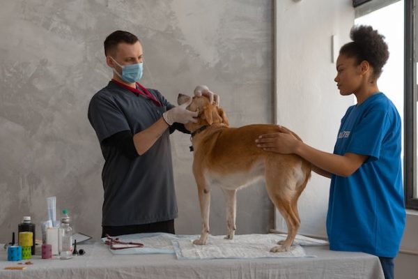 Ein Hund steht auf dem Behandlungstisch und wird von Tierarzt und Helferin untersucht