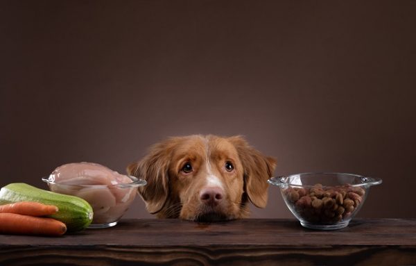 Ein Hund legt zwischen Schalen mit Trockenfutter, Gemüse und Fleisch den Kopf auf den Tisch