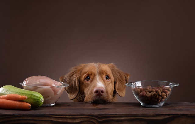 Ein Hund legt zwischen Schalen mit Trockenfutter, Gemüse und Fleisch den Kopf auf den Tisch