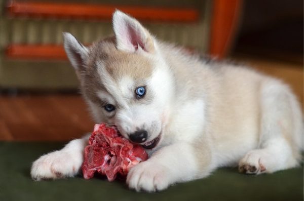 ein Husky-Welpe mit blauen Augen frisst rohes Fleisch