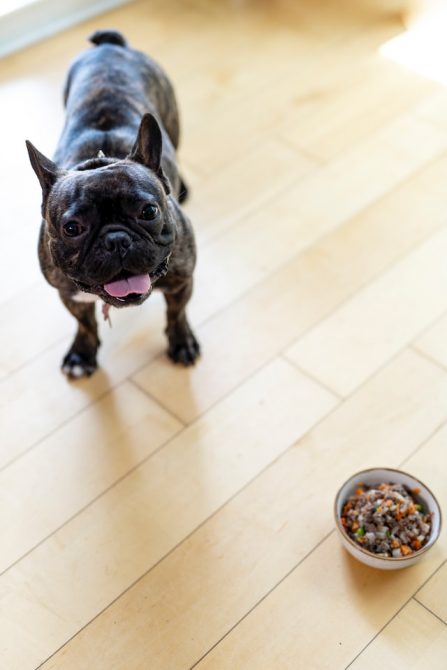 Eine kleine französische Bulldogge steht erwartungsvoll neben dem randvoll gefüllten Futternapf