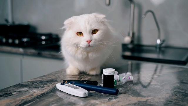 Eine weiße Katze sitzt auf einer Arbeitsplatte vor verschiedenen Diabetes-Utensilien