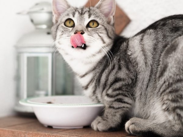 Eine graue Katze sitzt vor dem Futternapf und leckt sich die Schnauze