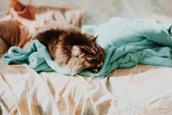 Eine Katze liegt erschöpft auf einer blauen Decke auf einem Bett