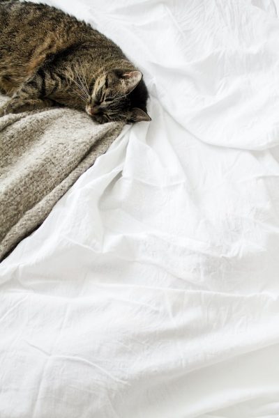 Eine Decke liegt auf einem weißen Bett, darauf schläft eine braun getigerte Katze
