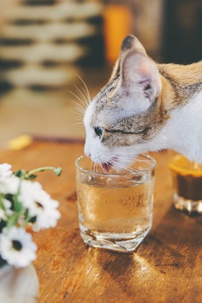 eine Katze trinkt Wasser aus einem Glas