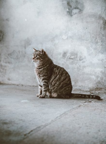 Auf Betonboden vor einer grauen Wand sitzt eine grau getigerte, dicke Katze