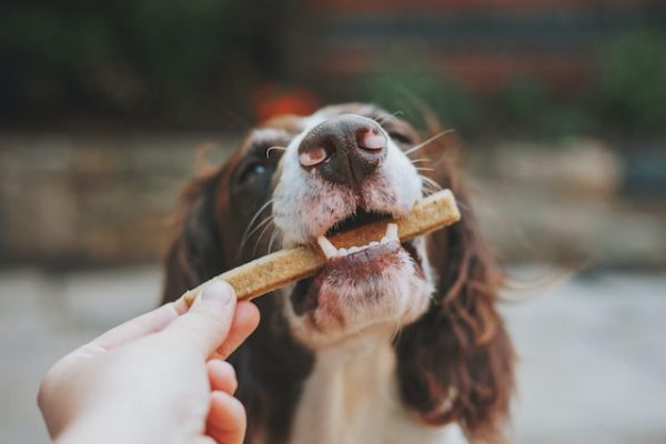 Eine Person legt einem Hund eine Snackstange ins Maul 