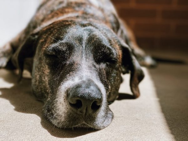 Ein älterer Hund mit grauer Schnauze liegt schlafend in der Sonne