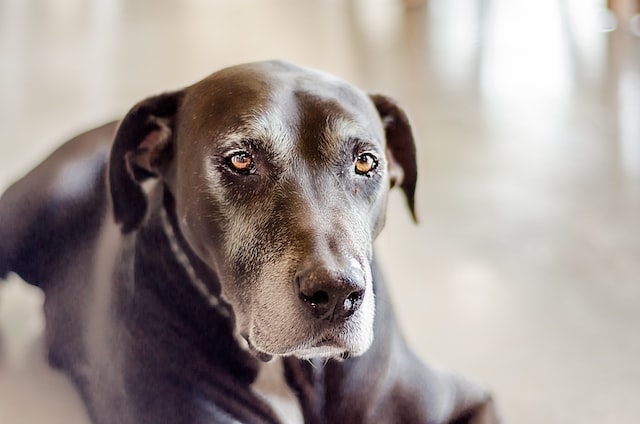Ein alter Hunde mit grauer Schnauze und dunklem Fell macht Platz