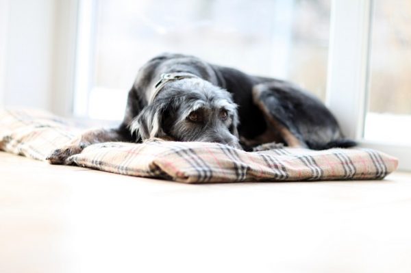 Ein alter Hunde liegt eingerollt auf seiner karierten Decke im Wohnzimmer