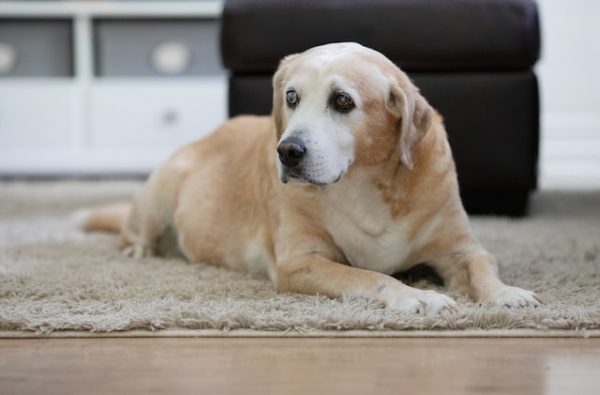 Ein Labrador mit leicht trüben Augen liegt in einem Wohnzimmer auf einem Teppich