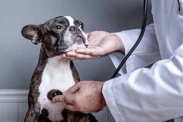 Arzt hält den Kopf eines Hundes und hört das Herz ab