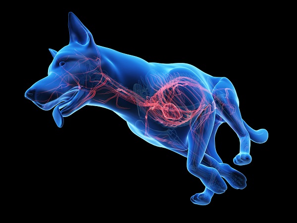 Digitale Abbildung eines Hundes, das das Venensystem erkennen lässt
