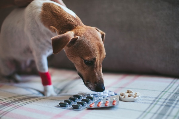 Ein kleiner Hund schnuppert an Tabletten 