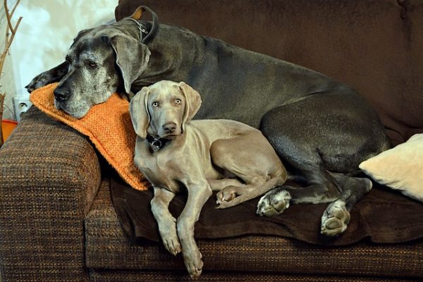 Zwei Hunde liegen auf einer braunen Couch
