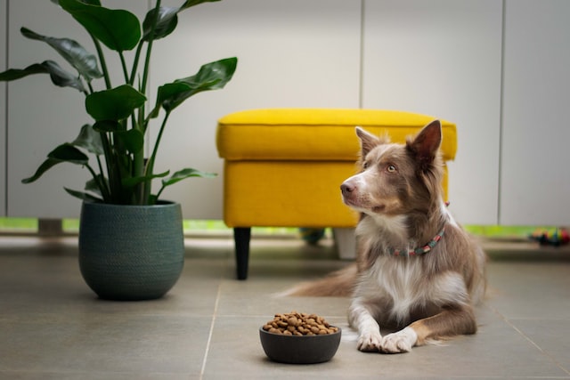 Ein Hund liegt vor einer Schüssel mit Futter, im Hintergrund ein gelber Hocker und eine Pflanze