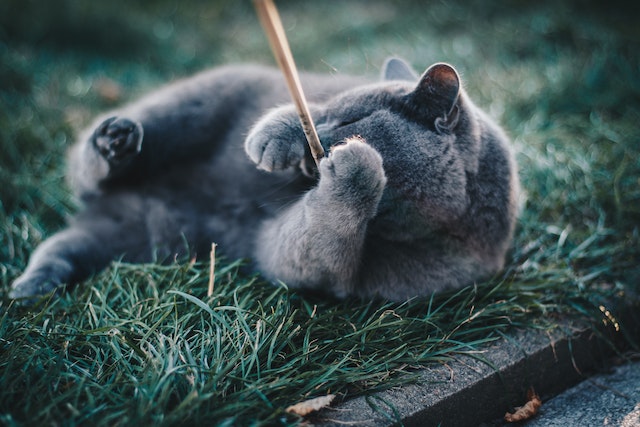 Eine graue Katze liegt im Gras und spielt mit einem Stock