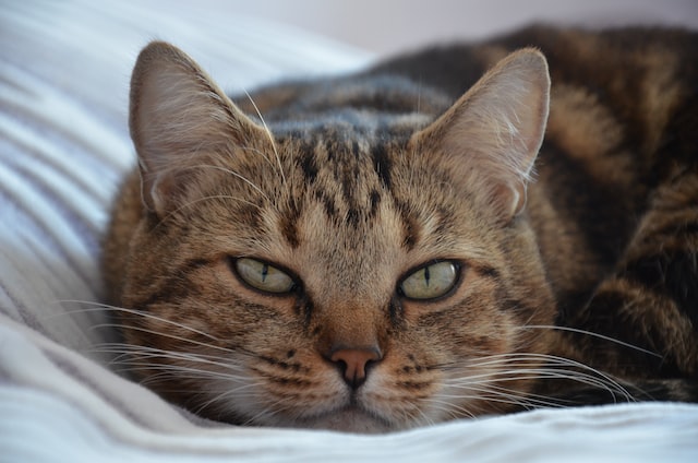 Eine Katze liegt mit halb geschlossenen Augen auf einem Bett